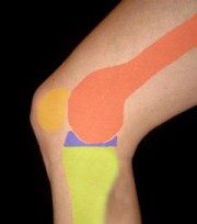 Innenseite Knie Abbildung Knie Innenseite