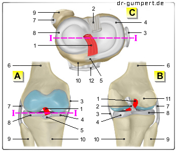 Schematische Darstellung des vorderen Kreuzbandes