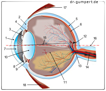Schematische Abbildung eines Auges