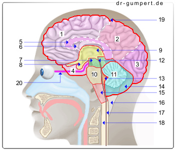 Schematische Darstellung des Gehirns