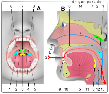 Schematische Darstellung der Mandeln