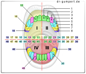 Darstellung des Zahnschemas