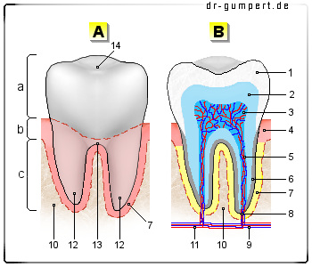 Schematische Darstellung des Zahns