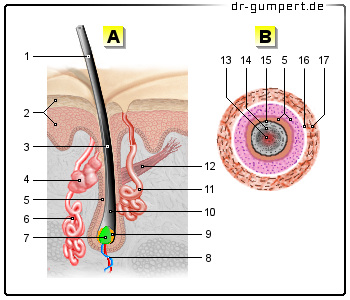 Schematische Darstellung des Haaraufbaus