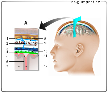 Schematische Darstellung der Hirnhaut