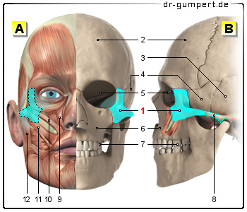 Schematische Darstellung des Jochbeins