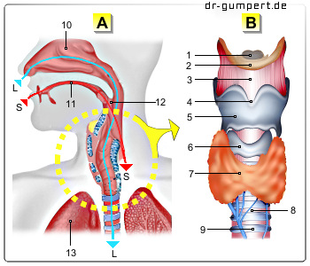 Schematische Darstellung des Kehlkopfs