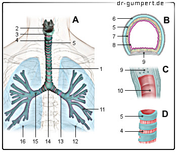 Schematische Darstellung der Luftröhre