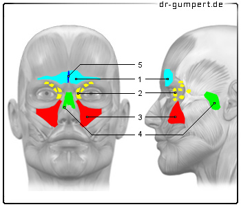 Schematische Darstellung der Nasennebenhoehlenlen