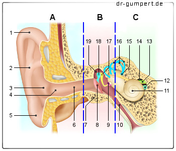 Schematische Darstellung Ohr