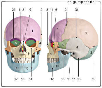 Schematische Darstellung des Schädels