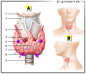 Schematische Darstellung der Schilddrüse 