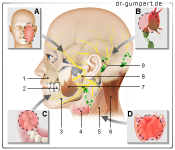 Schematische Darstellung zu Schmerzen hinter dem Ohr