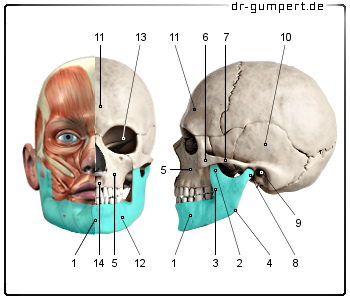 Schematische Darstellung des Unterkiefers