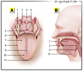 Schematische Darstellung der Zunge