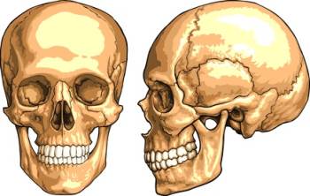 Unter dem Begriff Schädelbruch versteht man eine Verletzung des knöchernen Schädels, bei dem an verschiedenen Stellen der Knochen brechen kann.