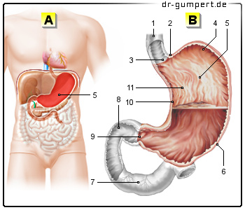 Schematische Darstellung des Magens