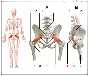 Schematische Darstellung des Musculus piriformis