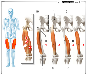 Schematische Darstellung des Musculus quadriceps femoris