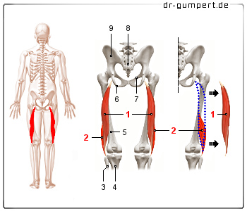 Schematische Darstellung des Musculus biceps femoris