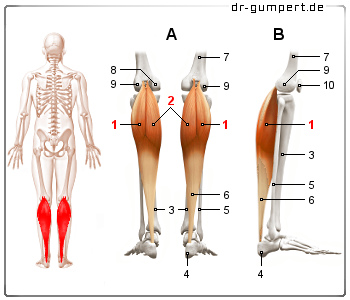 Schematische Darstellung des Musculus gastrocnemius