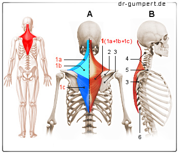 Schematische Darstellung des Musculus trapezius