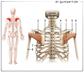 Schematische Darstellung des Musculus infraspinatus