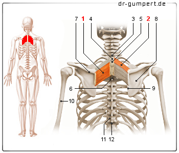 Schematische Darstellung des Rautenmuskels