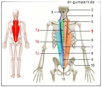 Schematische Darstellung des Musculus erector spinae