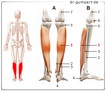 Schematische Darstellung des Musculus soleus