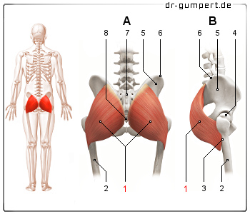 Schematische Darstellung des Musculus gluteus maximus