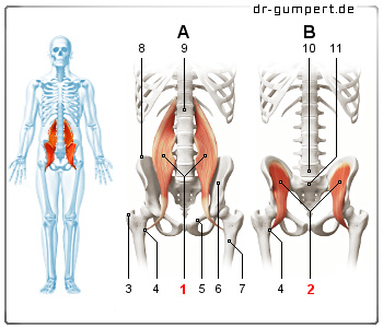 Schematische Darstellung des Musculus iliopsoas