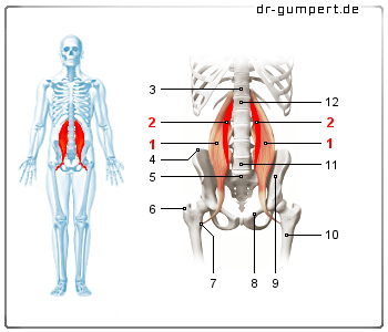 Schematische Darstellung des Musculus psoas