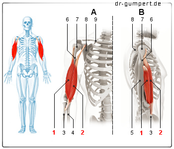 Schematische Darstellung des Musculus biceps brachii