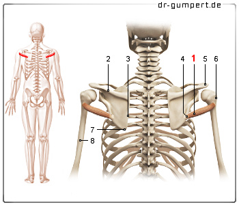 Schematische Darstellung des Musculus teres minor