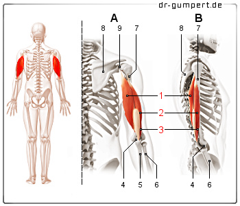 Schematische Darstellung des Musculus triceps brachii