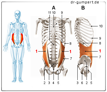 Schematische Darstellung des inneren, schrägen Bauchmuskels