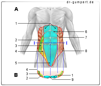 Schematische Darstellung der Bauchmuskulatur