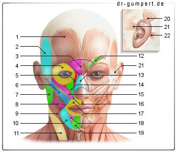Abbildung Gesichtsmuskulatur