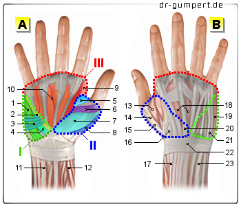 Schematische Darstellung der Handmuskulatur