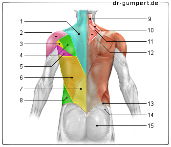 Schematische Darstellung der Rückenmuskulatur