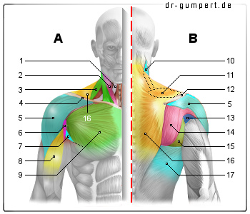 Schematische Darstellung der Schultermuskulatur