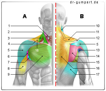 Muskeln der Schulter