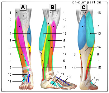 Schematische Darstellung der Unterschenkelmuskulatur
