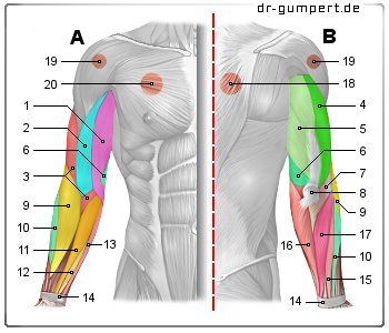 Schematische Darstellung der Muskeln des Arms