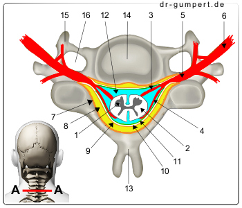 Schematische Darstellung des Rückenmarks