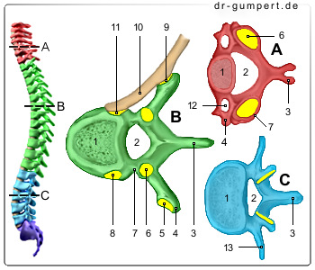 Schematische Darstellung eines Wirbels