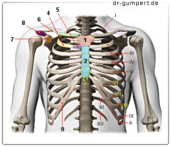 Schematische Darstellung des Brustkorbs