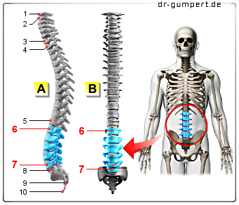 Abbildung Lendenwirbelsäule