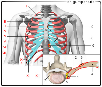 Schematische Darstellung der Rippen